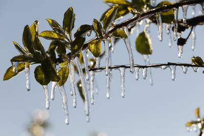 Het gaat vriezen, maar overleeft de tuin dat wel?