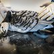 Waarom de vogelgriep blijft hangen en wat daaraan te doen valt