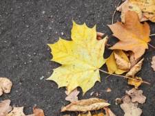 Ne pas ramasser les feuilles mortes sur votre trottoir peut vous coûter cher