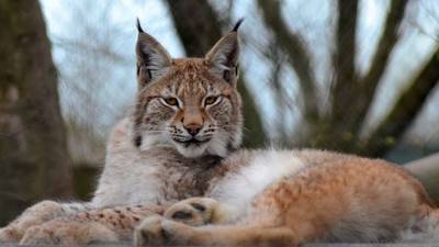 Ontsnapte lynx uit dierenpark Wales gedood