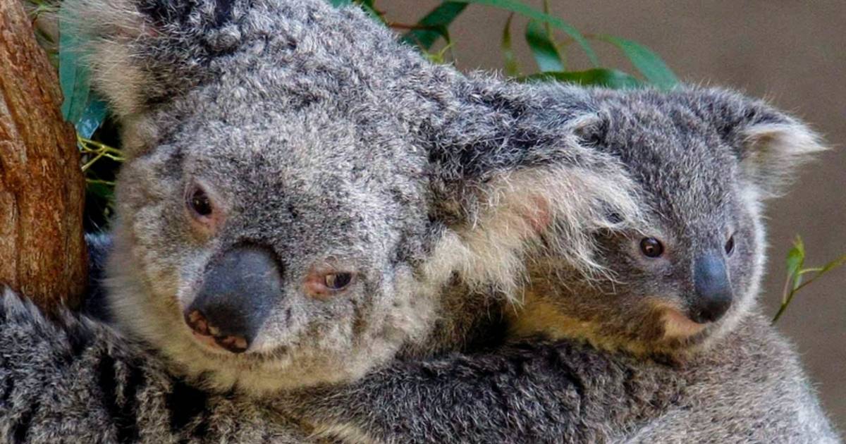 Numeriek suspensie Speel Koalabeer is bedreigde diersoort | Overig | bndestem.nl