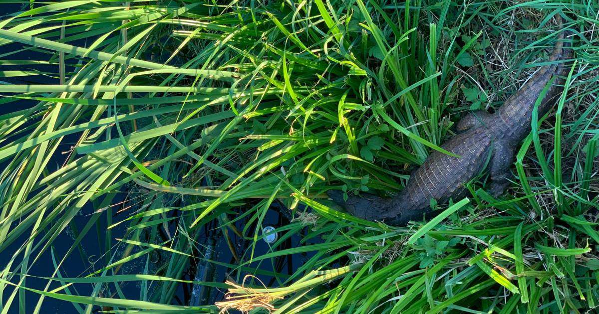 Humor, maar ook ongerustheid over dwergkaaiman in Nijmeegse plas: ‘Even geen bootje voor de kids’