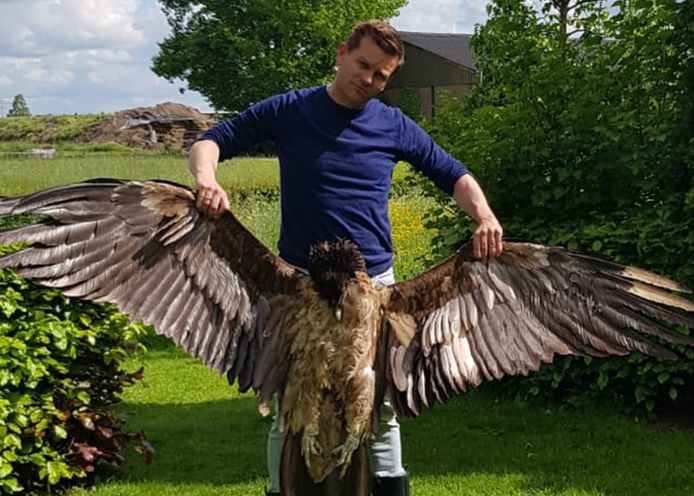 Hans Pohlmann, voorzitter van de stichting Vulture Conservation Foundation, met het karkas van Angèle.