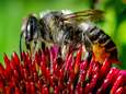 La menace des pesticides pour les abeilles serait sous-estimée... le serpent qui se mord la queue