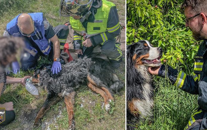 Spyke werd levenloos aangetroffen in het brandende huis. Brandweermannen kregen hem met beademing weer tot leven.