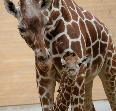 Pasgeboren giraffe Kayin nu al in Blijdorp te bewonderen