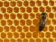 Europese Unie verbiedt pesticide die bijen doodt, België vraagt uitzondering