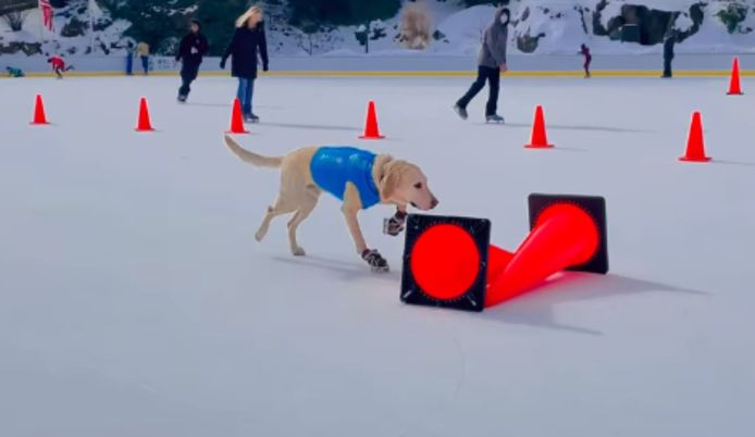 Benny fait ses débuts à New York, à la patinoire Wollman de Central Park, où il montre ses talents afin de récolter des fonds pour la Fondation Animal Vision.