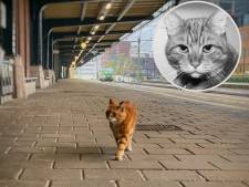 Monument voor Deventer stationskat Sunny? ‘Heel bijzonder hoe je een band kunt opbouwen met zo’n dier’