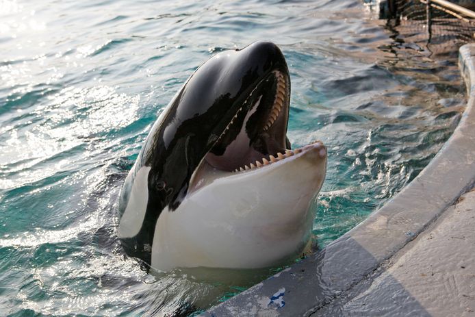 Orkaan Morgan in 2011 in het Dolfinarium in Harderwijk.