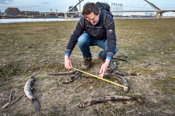 Onderzoeker Niels Brevé van Sportvisserij Nederland, meet in februari van dit jaar dode palingen in de uiterwaard van de Waal bij Nijmegen.