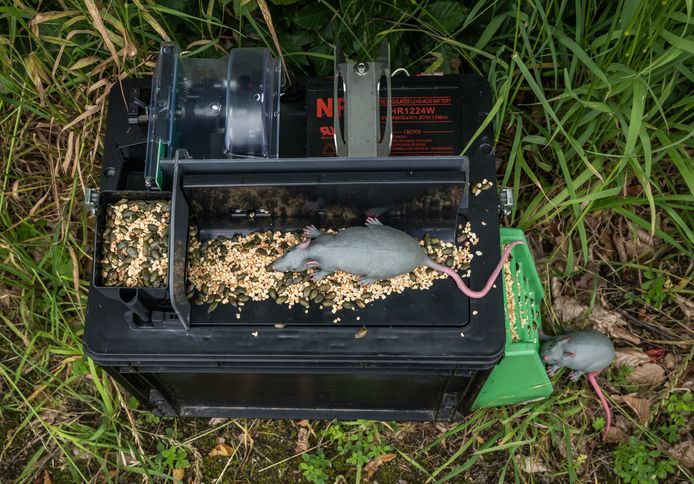 Les rats ne gâcheront pas les Jeux olympiques de Paris, grâce à une ...