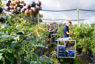 Niet in de super maar in het veld, aardbeien plukken is nog steeds geliefd vakantiebaantje in Prinse