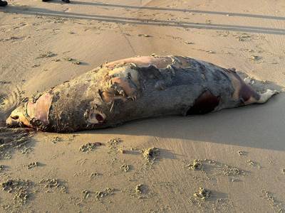 Dead seal weighing 250 to 300 kilograms washed up on the beach of Blankenberge