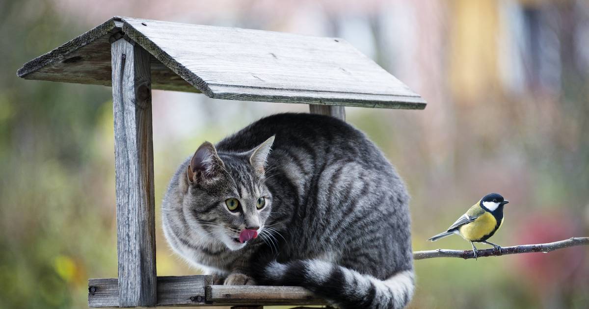 Katten verplicht naar binnen? 'Je straft voor wat wij veroorzaken' | Binnenland | AD.nl