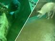 Waarom we dierenmishandeling niet langer pikken: ‘Wie in de fout gaat, krijgt de volle laag’