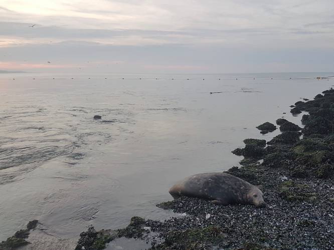 Zeehonden nemen afscheid van stervende soortgenoot in Nederland
