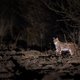 De scheermesjes aan de Poolse grenshekken moesten de mens tegenhouden, maar in plaats daarvan dreigt de lynx nu te verdwijnen