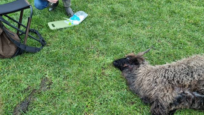 Wolf bijt schapen-zusjes dood in Achterhoek: ‘Ons blinde schaap is van schrik de sloot ingelopen en verdronken’