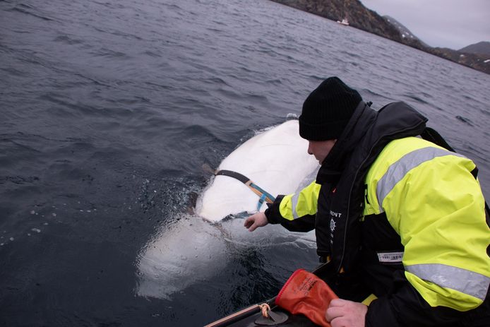 Biologen van de Marine Dienst van Visserij hebben inmiddels het harnas van de witte dolfijn verwijderd.