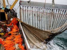 Uitstel pulsvisverbod voor ruim veertig Nederlandse kotters
