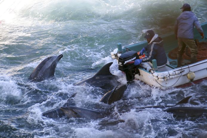 De dolfijnenjacht is een bloederige traditie in een baai in de Japanse kustplaats Taji.
