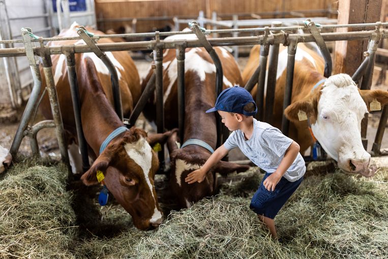 Funny, Heidi en Lea op boerderij Daxerhof. De zoon des huizes vindt het prima zo. Isabella en Lukas Übertsberger hebben rond 100 melkkoeien die uitsluitend met hooi van hun eigen weilanden gevoerd worden. De hoogwaardige melk word vooral gebruikt om kaas te maken. Beeld Julius Schrank