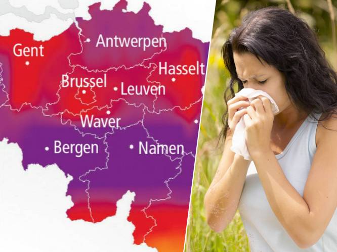 Graspollen bereiken hoogste risiconiveau: zware hooikoortspiek op komst door droog en warm weer