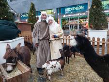 Dieren levende kerststal Tilburg reisden iedere dag op en neer naar Hengelo, bijna 250 kilometer: ‘Shockerend’ 