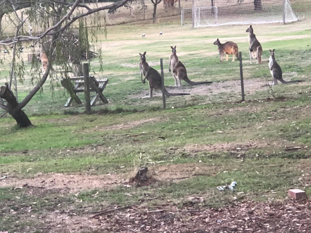 Kangoeroes rondom hun woning