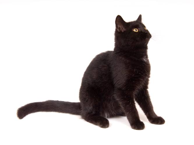 Adoptie van zwarte katten tijdelijk opgeschort in Barcelona