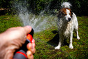 In tegenstelling tot katten, is de vacht van een hond wel waterafstotend