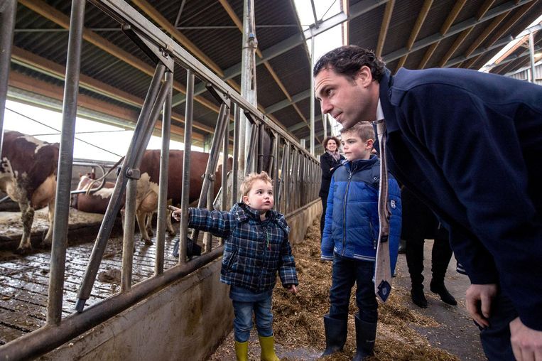 Staatssecretaris Martijn van Dam (Economische Zaken) krijgt een rondleiding op een melkveebedrijf. Beeld ap