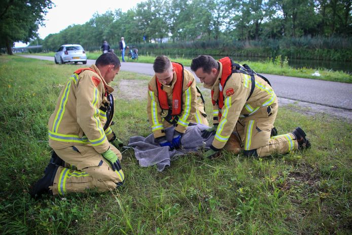 Brandweer redt ree uit het kanaal aan Stipdonk in Lierop.