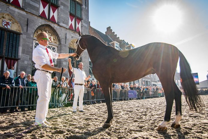 Paardenkeuring op de Voorstraat in Vianen, twee jaar geleden.