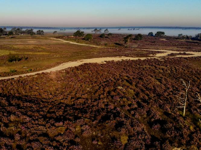 Vlaanderen wil meer nationale parken: GroenRand beschouwt verbinding Kalmthoutse Heide, Groot Schietveld en Klein Schietveld als kanshebber