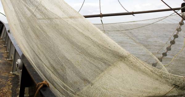Duikers Halen 2000 Kg Visnetten Uit Noordzee Binnenland Ad Nl