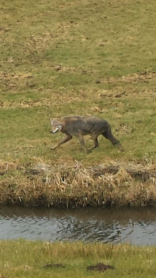 De wolf liep vlak langs de woning van Johan Borst aan de Groene Steeg in Genemuiden.