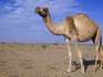 Nombre de morts coronavirus