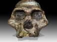 Madame Ples, de l'espèce Australopithecus africanus pourrait être bien plus vieille que ce que les scientifiques avaient imaginé.