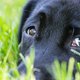 Zielig: deze 6 zwarte labradors moeten voor een onderzoek worden gedood