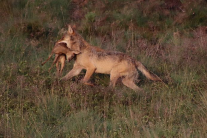 Een wolf op de Veluwe pakt een prooi: een jonge ree.