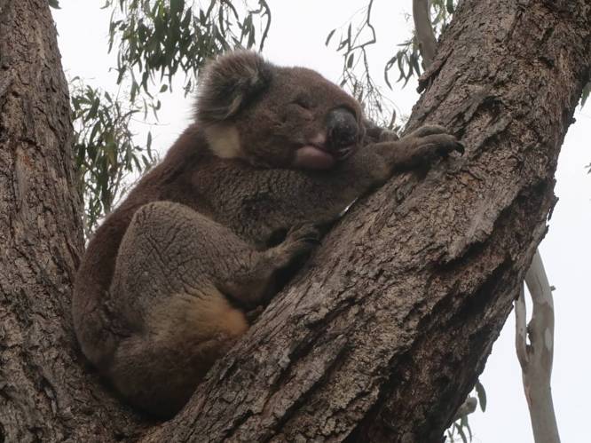 Kangaroo Island in Australië: dat is niet alleen kangoeroes, maar ook luie koala's en opgewonden zeehonden in het paarseizoen