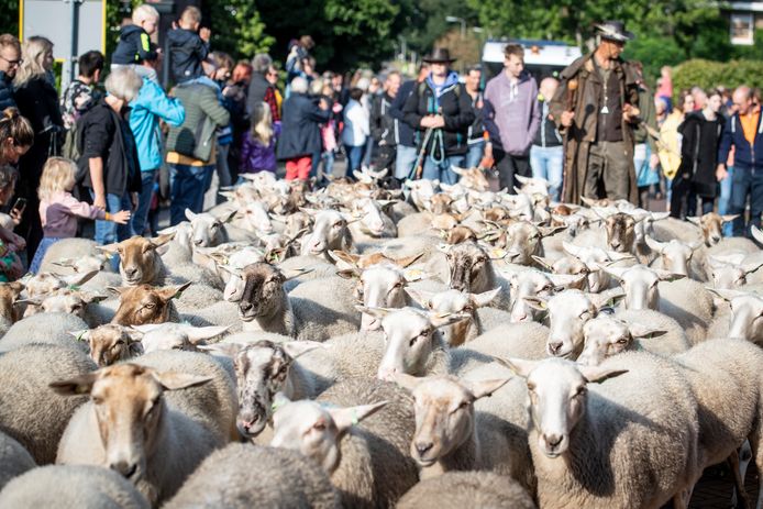 De schaapskudde komt traditioneel de Hellendoornse berg af.