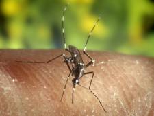 Sciensano invite la population à “chasser” le moustique tigre, smartphone en main