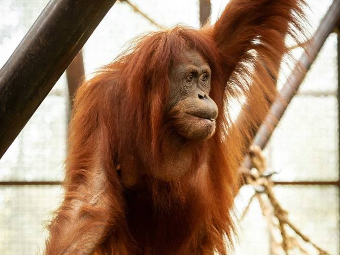 Orang-oetanmama overleden in ZOO Planckendael: “Dit doet pijn”