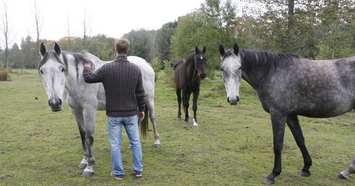 dierenbeul snijdt paard open diest hln be