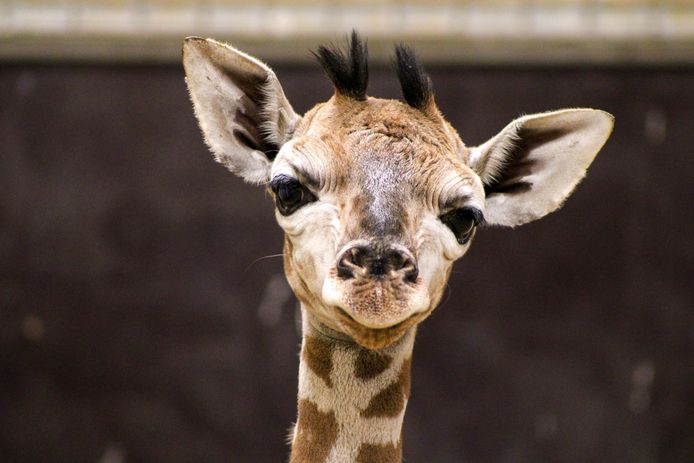 Pairi Daiza