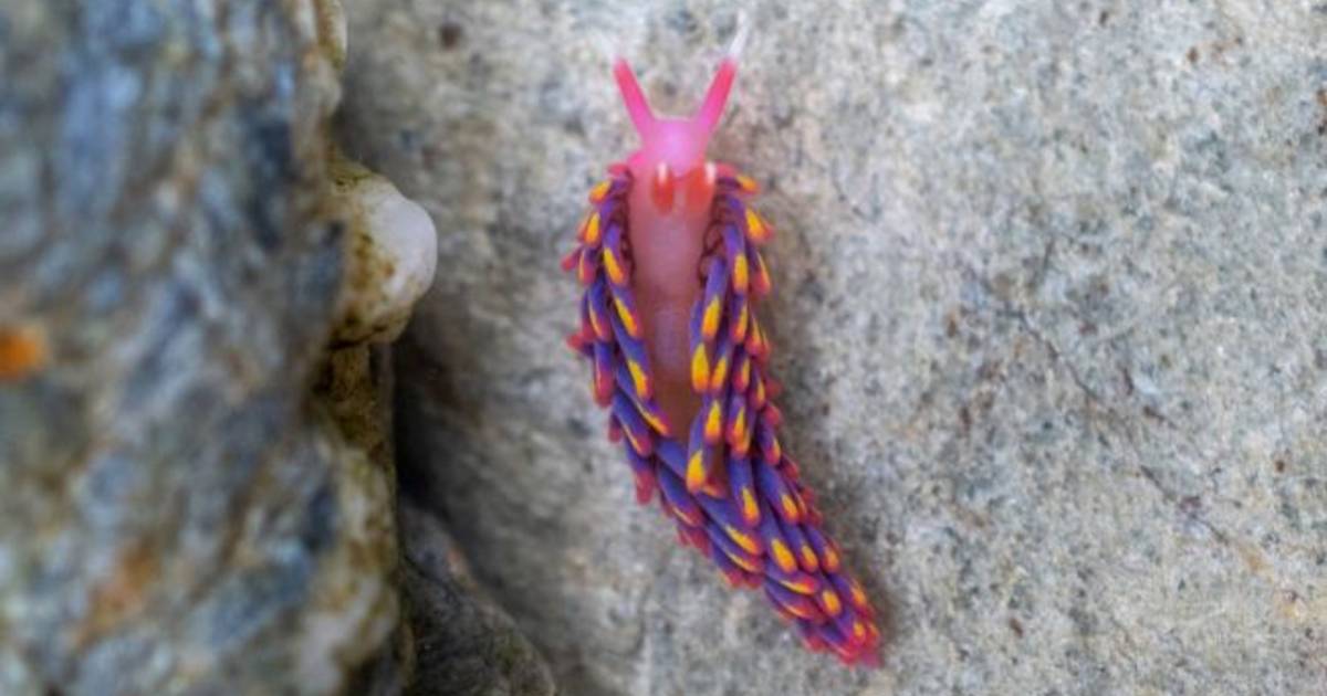 Rare ‘rainbow snail’ found |  the animals