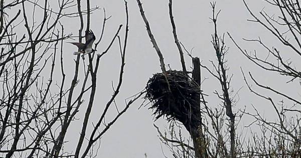 Storm in de Biesbosch verwoest Nederlands enige visarenden-nest waarop gebroed werd - AD.nl